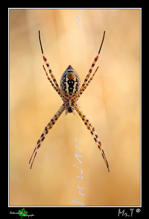 Argiope trifasciata